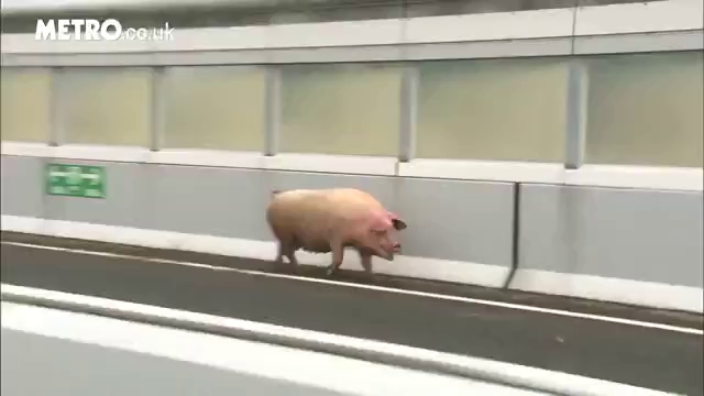 Lợn sổng chuồng gây đình trệ giao thông trên đường cao tốc ở Nhật - Ảnh minh hoạ 2