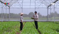 Nhà nông vui vẻ: Cải bó xôi siêu thực phẩm nên trồng