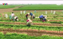 Chuyện nhà nông: Phát triển nông nghiệp hữu cơ