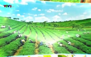 Miền Trung - Tây Nguyên 24/7 - 26/01/2019