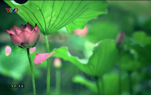 Đẹp Việt: Nghệ nhân Nguyễn Thị Hân