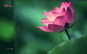 Đẹp Việt: Chị Đinh Thị Quỳnh Nga