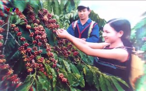 Miền Trung - Tây Nguyên 24/7 - 09/02/2019