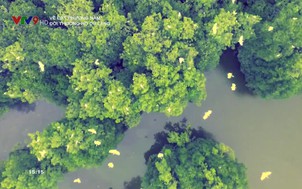 Về đất phương Nam: Đời thương hồ du lãng