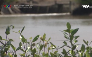 Chất lượng quốc gia: Tôm sinh thái Cà Mau