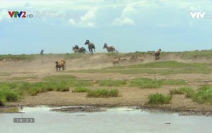 Xem và nghĩ: Bí mật của linh cẩu cái