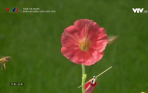 Xem và nghĩ: Điều kì diệu của cây cối