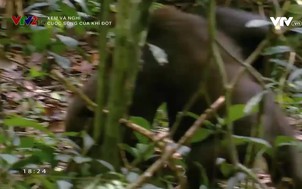 Xem và nghĩ: Cuộc sống của khỉ đột