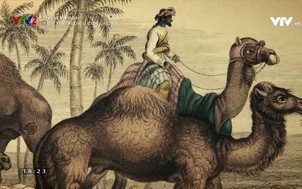 Xem và nghĩ: Cơ thể kì diệu của lạc đà