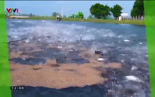 Nông nghiệp xanh, thực phẩm sạch - 25/6/2022