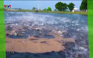 Nông nghiệp xanh, thực phẩm sạch - 30/7/2022