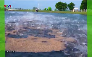 Nông nghiệp xanh, thực phẩm sạch - 27/8/2022