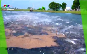 Nông nghiệp xanh, thực phẩm sạch - 24/9/2022