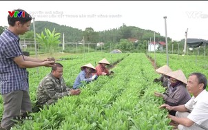 Chuyện nhà nông: Đẩy mạnh liên kết trong sản xuất nông nghiệp