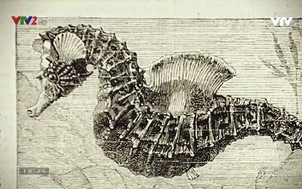 Xem và nghĩ: Cá ngựa đực sinh con