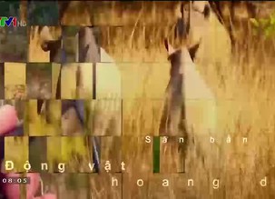 Môi trường: Việt Nam tham gia COP 25