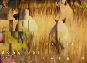 Môi trường: Thảm họa cháy rừng - Thiên tai hay nhân tai?