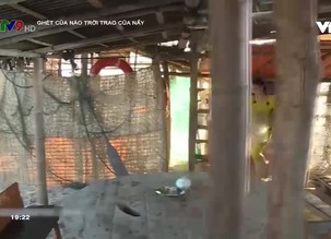 Ghét của nào trời trao của nấy - 11/12/2020