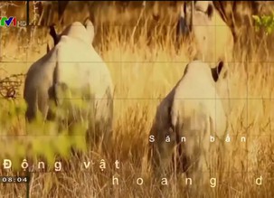 Môi trường: Quản lý rừng bền vững