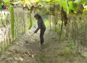 Tâm sáng vươn xa - 06/2/2020