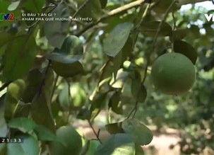 Đi đâu ? ăn gì ?: Khám phá quê hương vải thiều