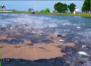 Nông nghiệp xanh, thực phẩm sạch - 30/9/2021