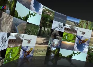 Xem và nghĩ: Cuộc sống của côn trùng