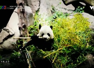 Xem và nghĩ: 	Gấu - Gã khổng lồ lặc lè