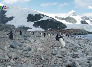 Xem và nghĩ: Cuộc sống ở Nam Cực