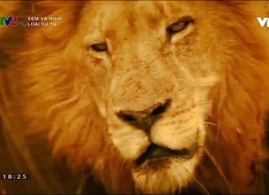 Xem và nghĩ: Loài sư tử
