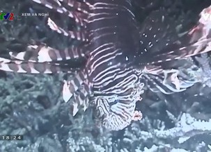 Xem và nghĩ: Chúa tể nọc độc dưới đại dương