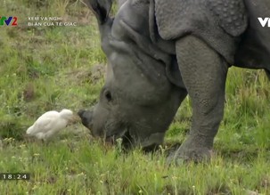 Xem và nghĩ: Bí ẩn của tê giác