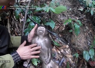 Phát triển bền vững: Khát vọng bảo tồn Động vật hoang dã