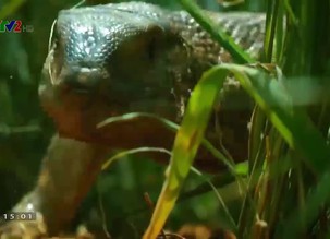 Khám phá thế giới: Những loài vật đang bị đe dọa - Tập 1