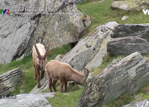 Khám phá thế giới: Những loài vật đang bị đe dọa - Tập 2
