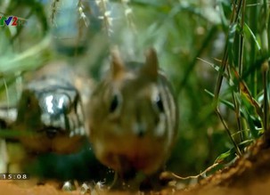 Khám phá thế giới: Những loài vật đang bị đe dọa - Tập 6