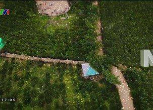 Chuyện nhà nông: Vùng nguyên liệu đạt chuẩn