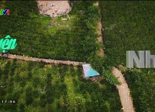 Chuyện nhà nông: Phát triển thương hiệu vùng