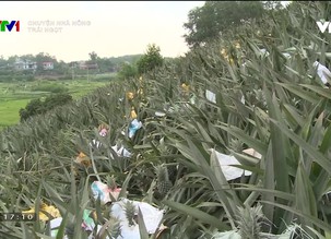 Chuyện nhà nông: Trái ngọt