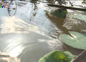 Khát vọng Việt Nam: Ngô Chí Công - Đưa hồn Sen Việt ra thế giới