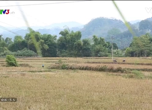 Vì một tương lai xanh - 06/12/2017