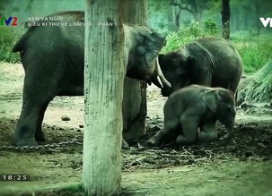 Xem và nghĩ: Điều kì thú về loài voi - Phần 1