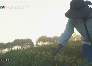 Khát vọng Việt Nam: Một tôm hai lá