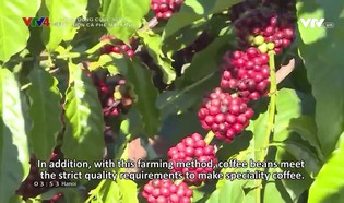 Chân dung cuộc sống: Để vườn cà phê mãi xanh