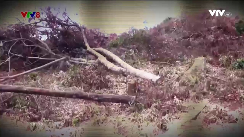 Nhìn thẳng: Xử lý cán bộ để xảy ra phá rừng