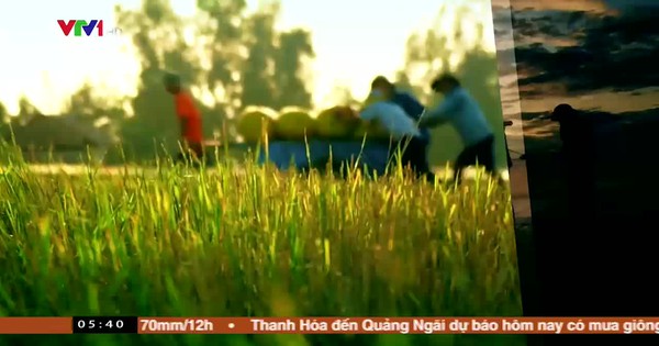 Việt Nam thức giấc - 31/7/2019