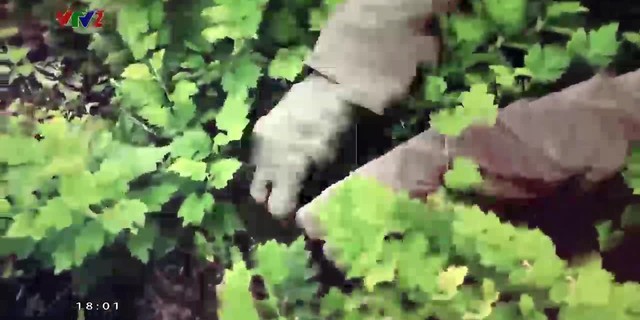 Vì sức khỏe người Việt: Thực dưỡng - Bí quyết sống khỏe từ Nhật Bản