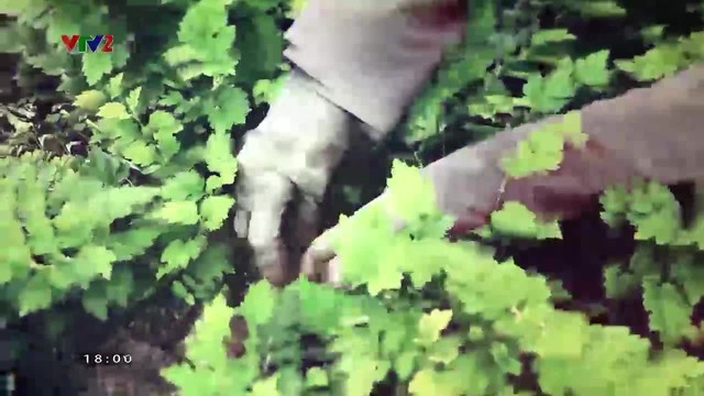 Vì sức khỏe người Việt:: Giữ sức khỏe tinh thần