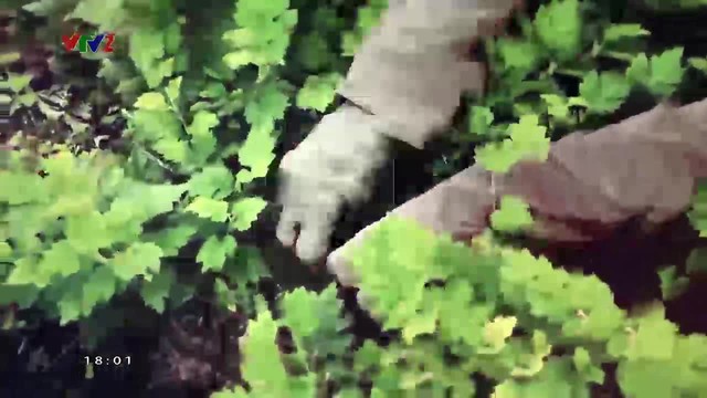 Vì sức khỏe người Việt: Thực dưỡng - Bí quyết sống khỏe từ Nhật Bản